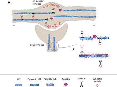 The Role of Spastin in Axon Biology
